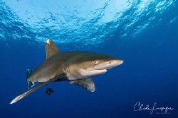 Longimanus by Claude Lespagne 